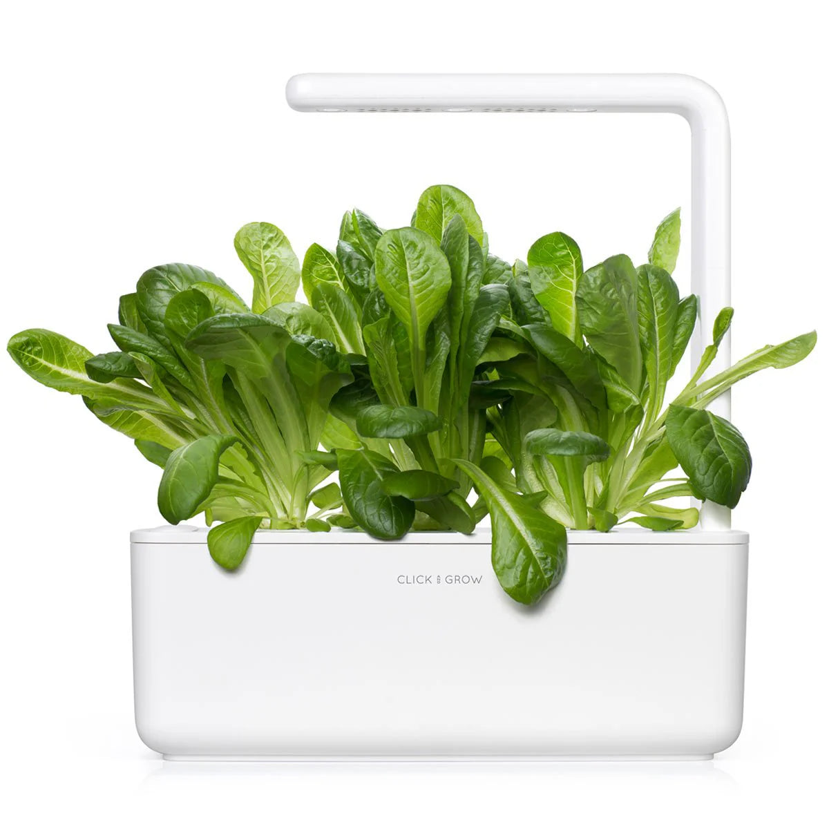 Romaine sla