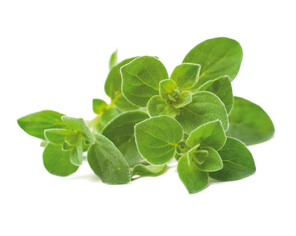Oregano