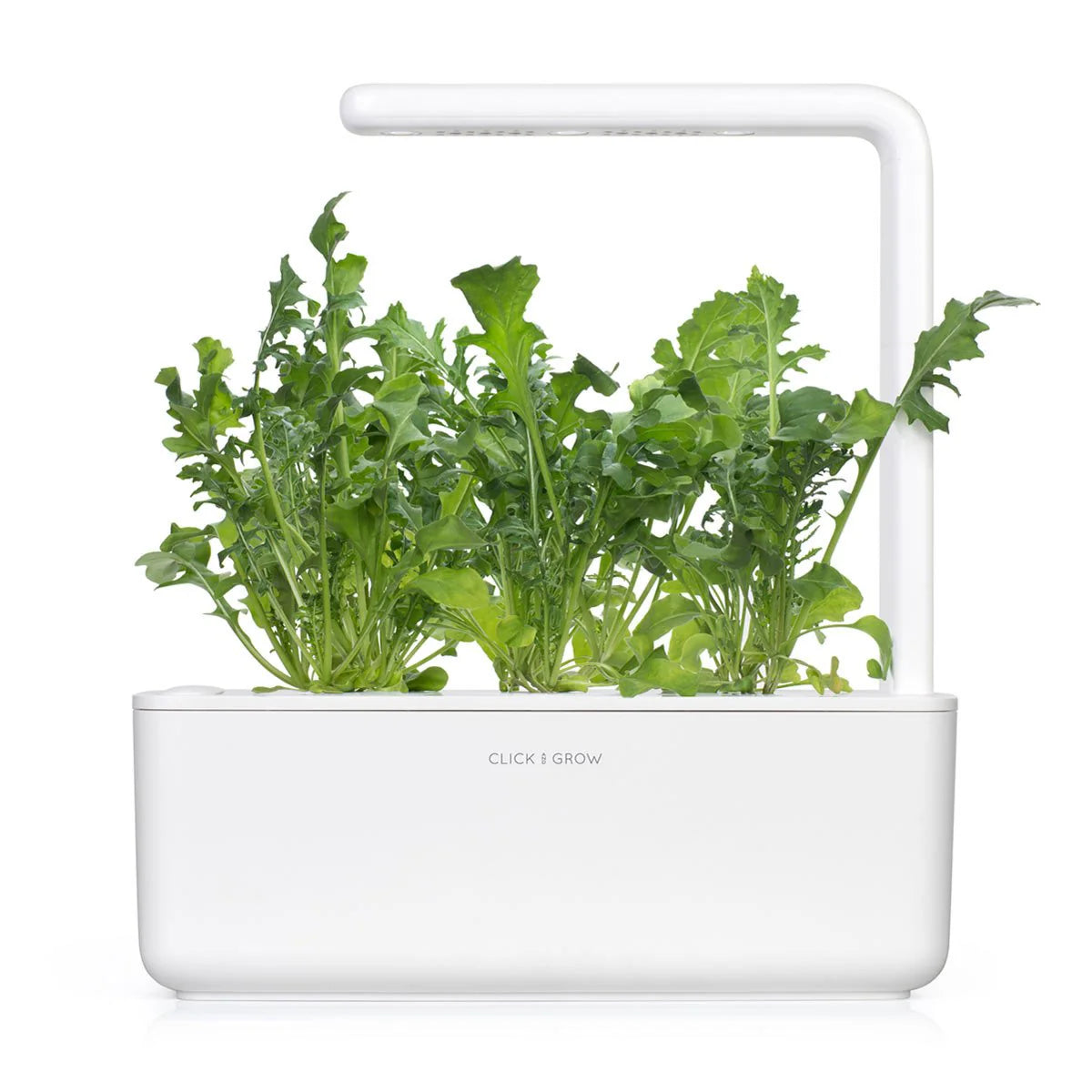 Rucola