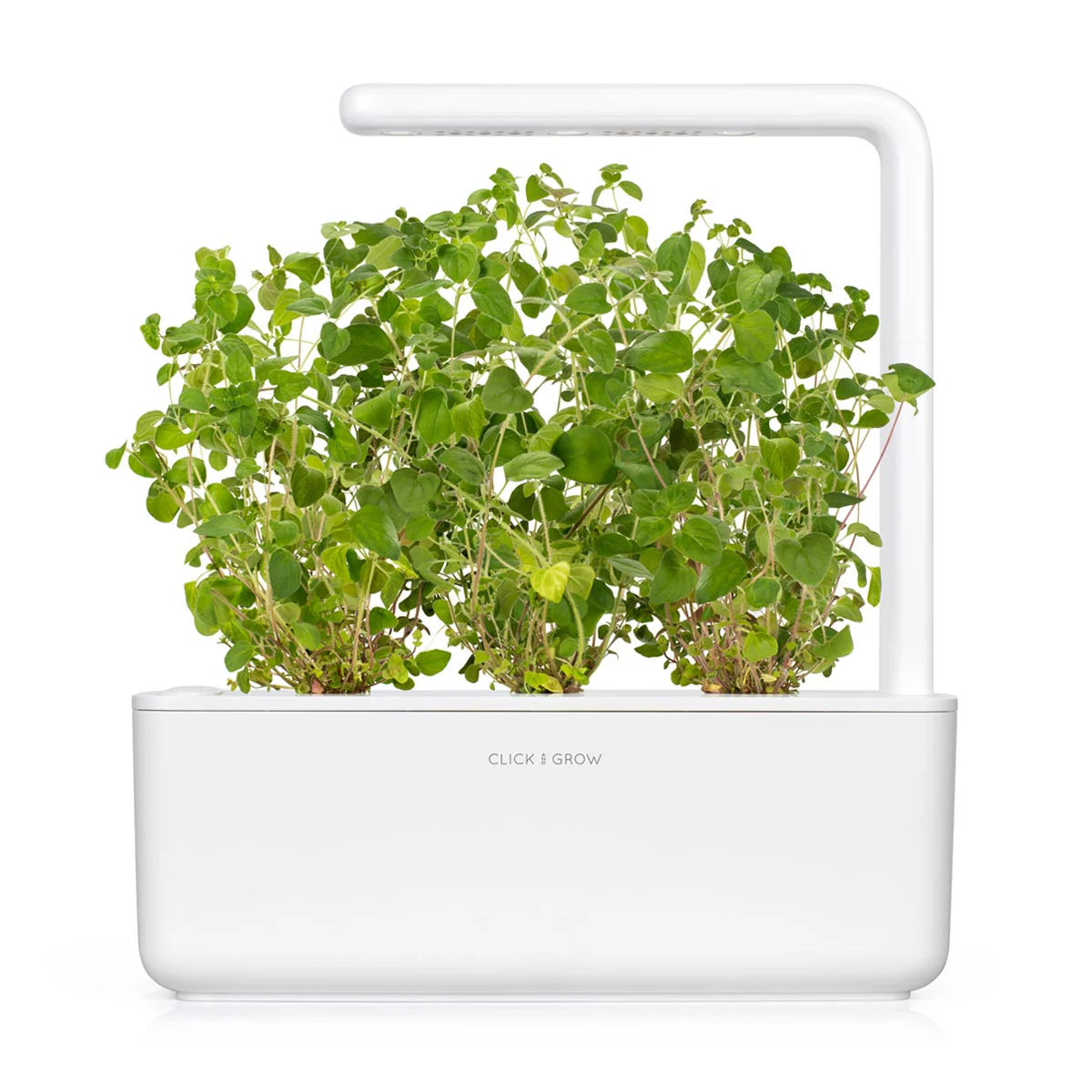 Oregano