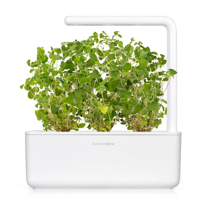 Oregano
