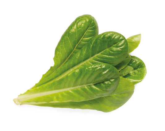 Romaine sla